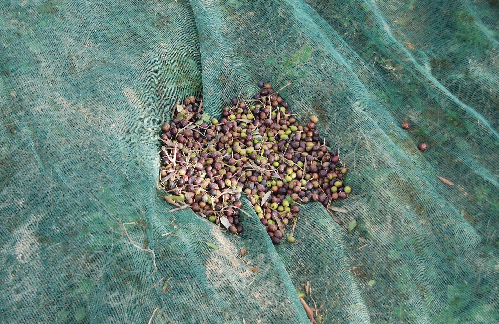 Freshly picked olives on a green harvest net, ranging from bright green to purple to nearly black