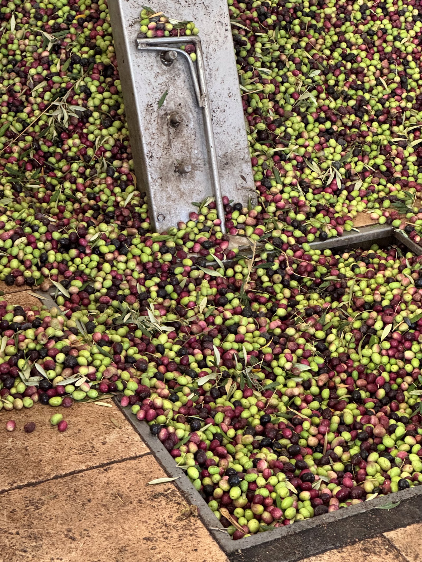 Mixed-ripeness olives in a metal trough at a community press in Morocco