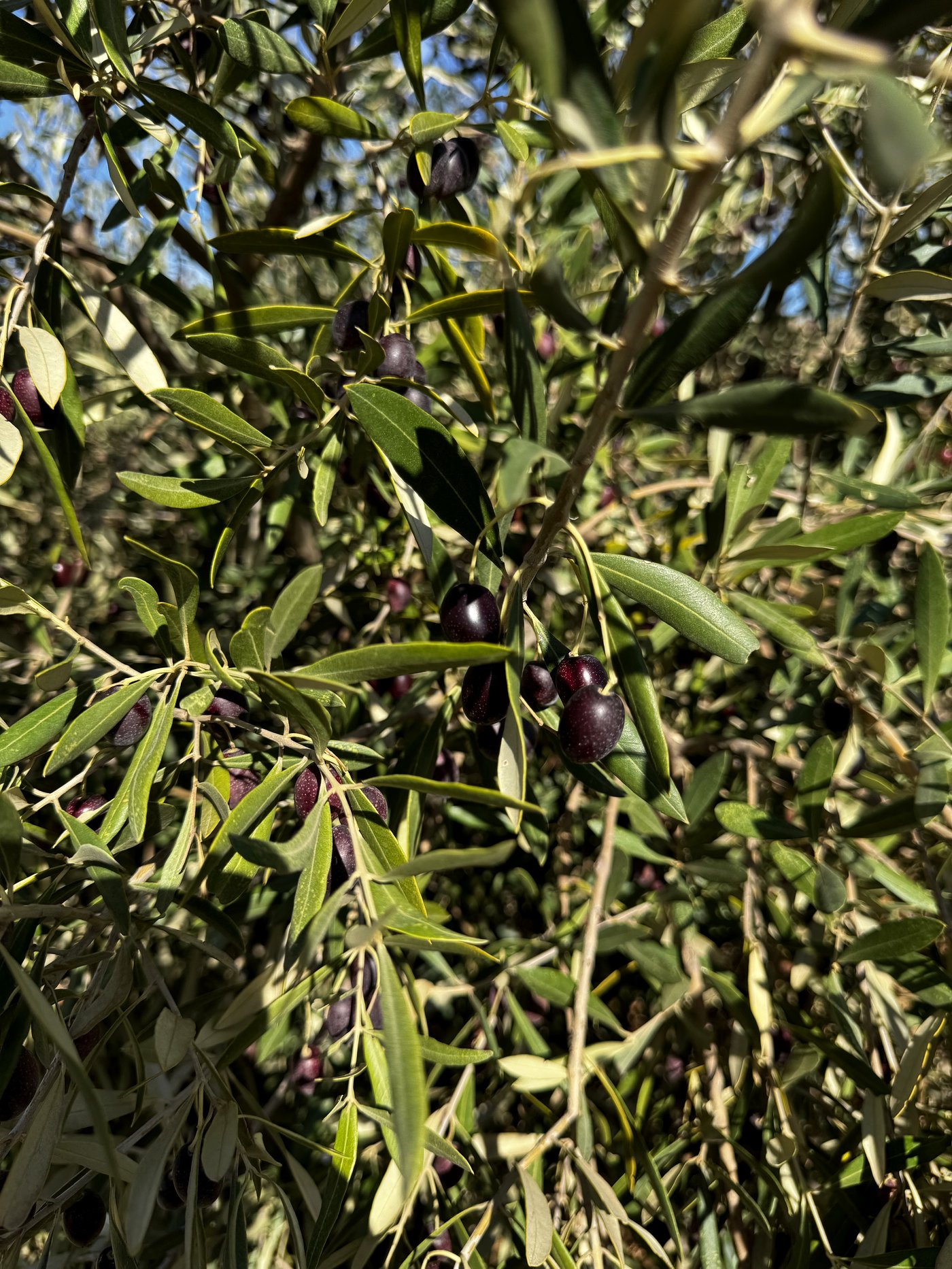 Close-up of dark, ripe olives still on the tree among silver-green leaves